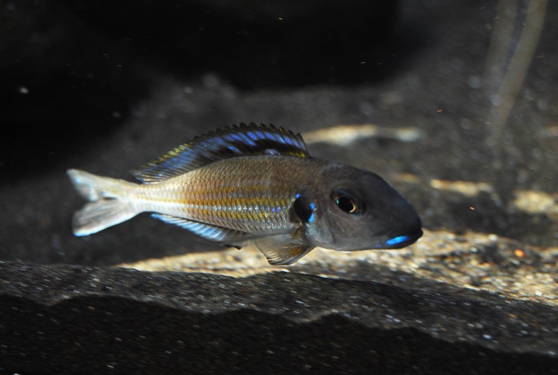 Xenotilapia bathyphilus 'Congo'